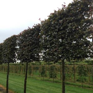 Fagus sylvatica Purpurea