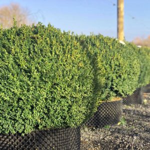 Buxus sempervirens (Dome)