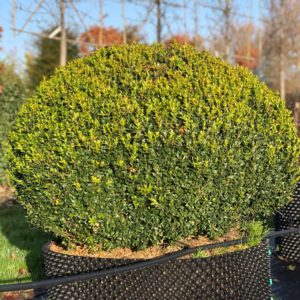 Buxus-flat-top