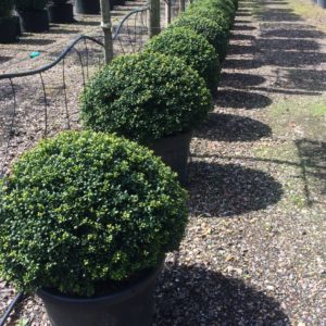 Ilex crenata - flat top