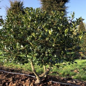 Ilex aquifolium