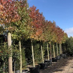 Liquidamber styraciflua Worplesdon