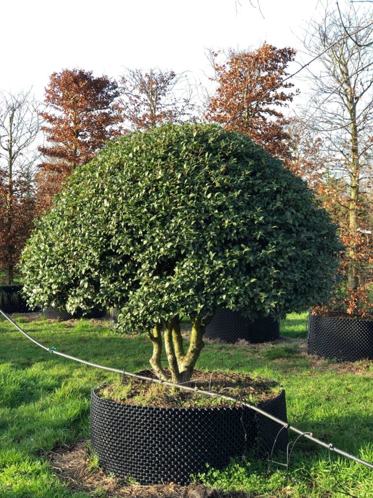 Topiary Instant Hedges Topiary Instant Hedges