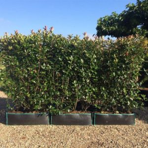 Photinia Red Robin 120cm height