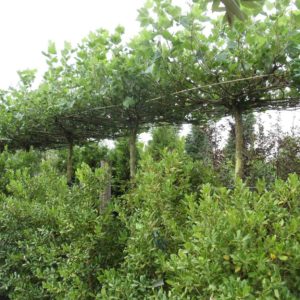 Platanus acerfolia - Table-Top