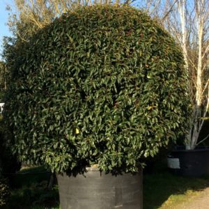 Prunus lusitanica - Topiary ball