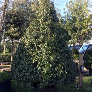 Prunus lusitanica - Cone