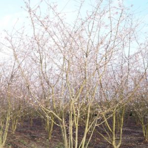 Prunus sub. autumnalis Rosea-d 300-350
