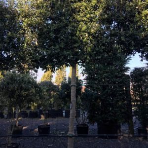 Quercus ilex 180x150 frame