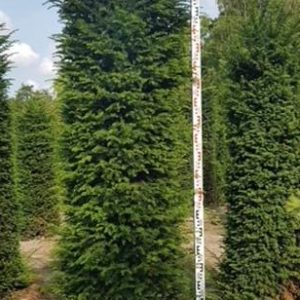 Taxus baccata 250-275 bsh