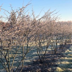 Amelanchier-lamarkii