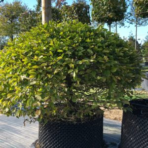 Carpinus