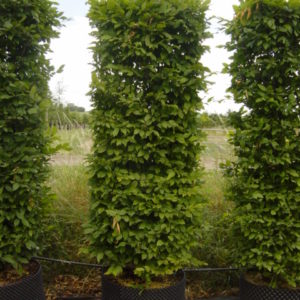 Carpinus betulus Hedge Units
