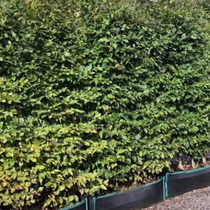 Carpinus betulus trough 200-225-.