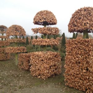 Fagus-Topiary