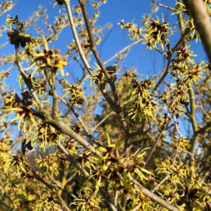 Hamamelis-x-intermedia-Pallida