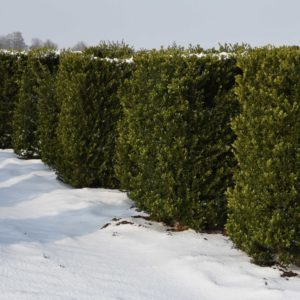 Ilex-Crenata Green Hedge