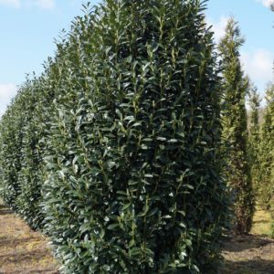 Prunus laurocerasus 500-550