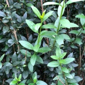 Ligustrum-vulgare-Atrovirens-foliage