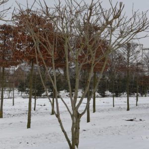 Platanus hispanica