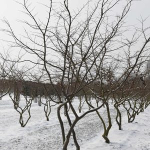 Parrotia persica