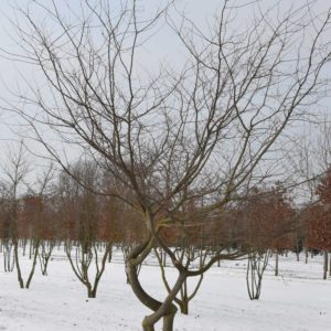 Zelkova carpinifolia