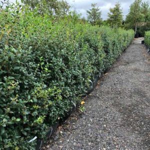 Osmanthus-burkwoodii-Trough