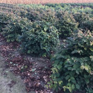 Parrotia-persica-Topiary-Ball