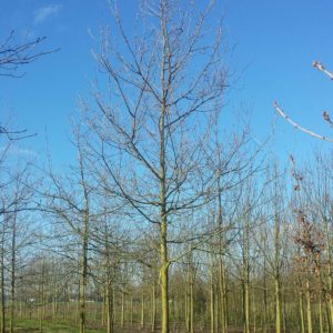 Quercus-robur-35-40-std
