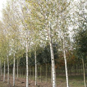 Standard-Betula-pendula