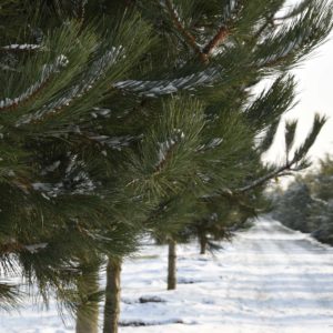 Pinus sylvestris