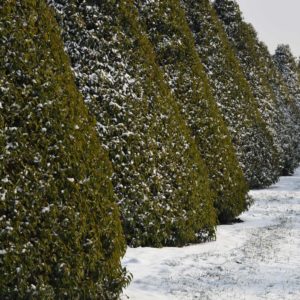 Prunus - large cone