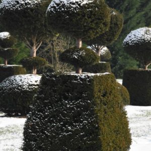 Yew topiary